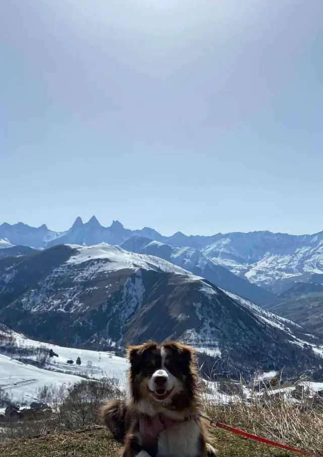 Partir En Vacances A La Montagne Avec Un Chien