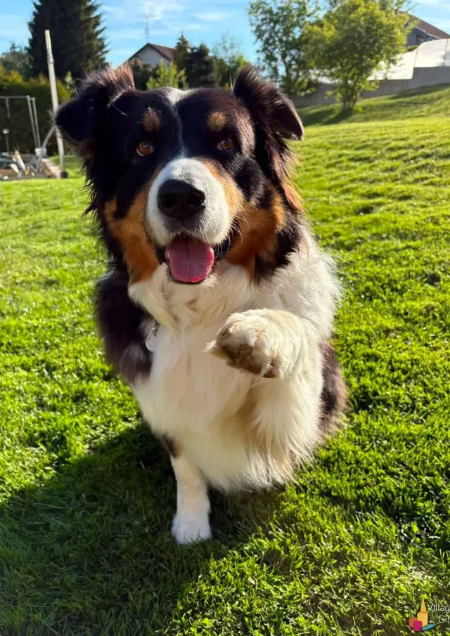 Partir En Vacances Avec Un Chien Dans Un Gite Pet Friendly