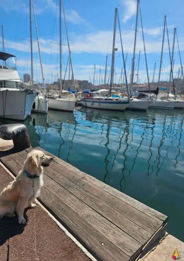 Partir En Vacances Avec Un Chien Ou Un Animal De Compagnie