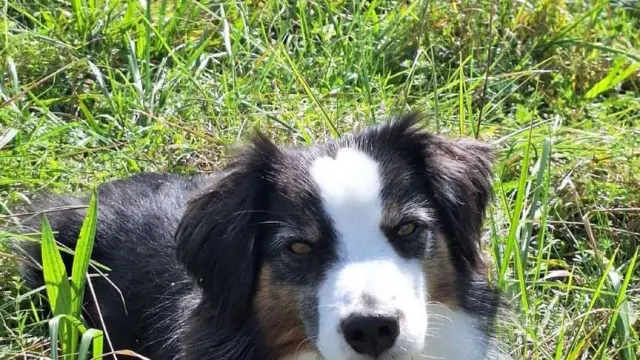 Partir En Vacances Avec Un Petit Chien