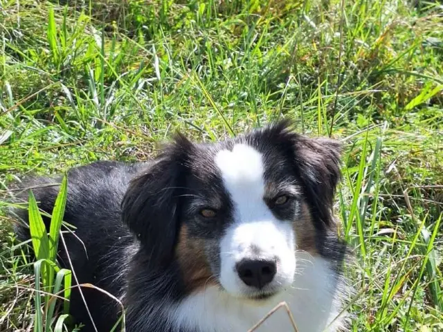 Partir En Vacances Avec Un Petit Chien