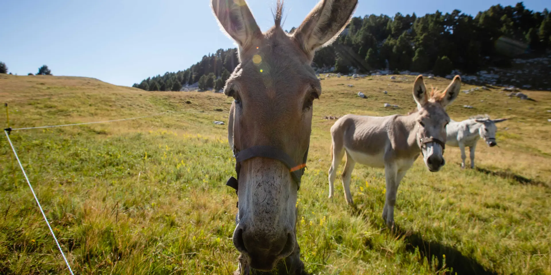 Trois ânes dans un champ herbeux sous le soleil