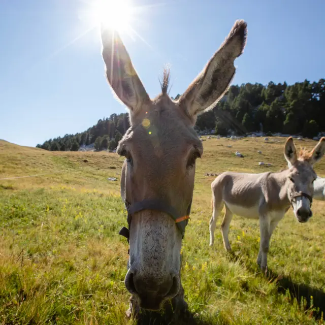 Trois ânes dans un champ herbeux sous le soleil
