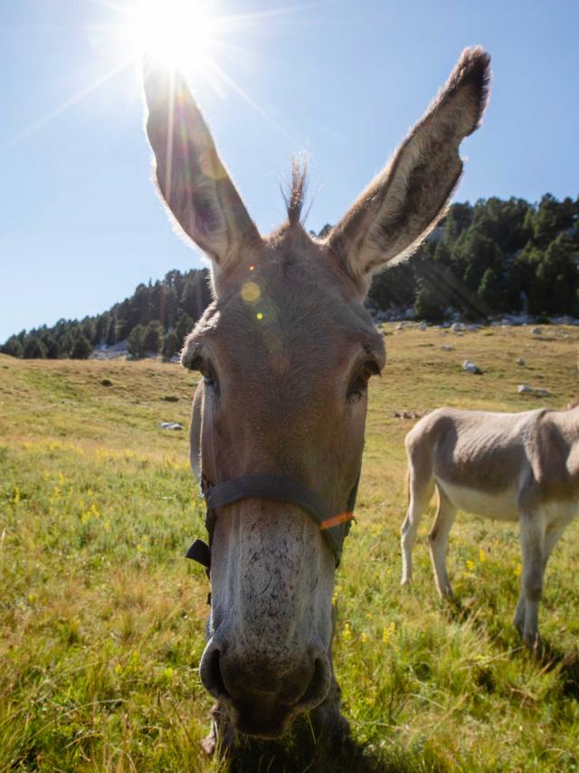 Anes dans le Vercors