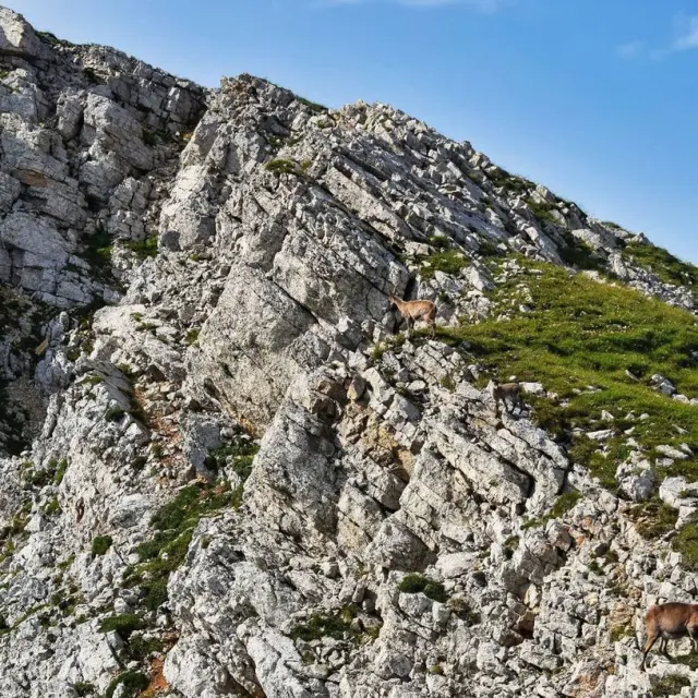 Deux chèvres sur un versant rocheux en montagne