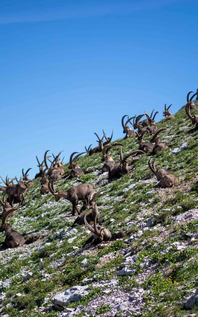 ©CCMV- stambecco - riserva di vercors