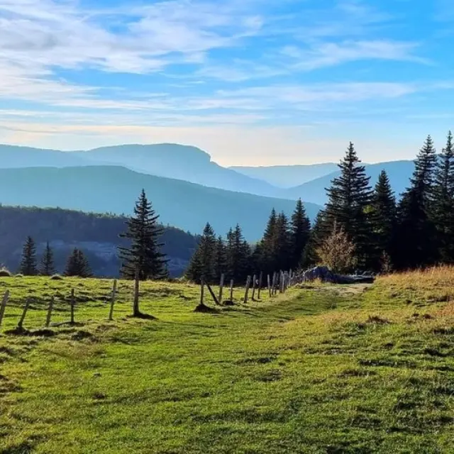 Champ vert avec des arbres et des montagnes en arrière-plan