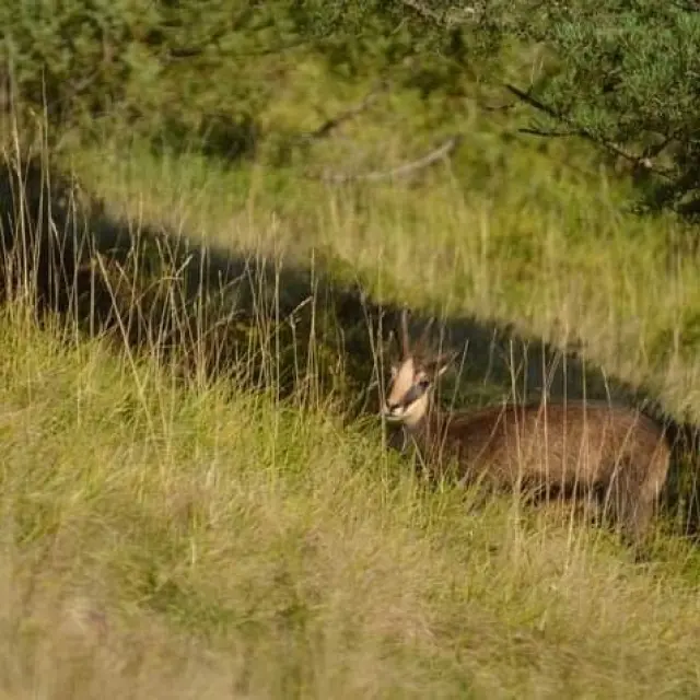 Une chèvre se repose dans un champ d'herbe haute