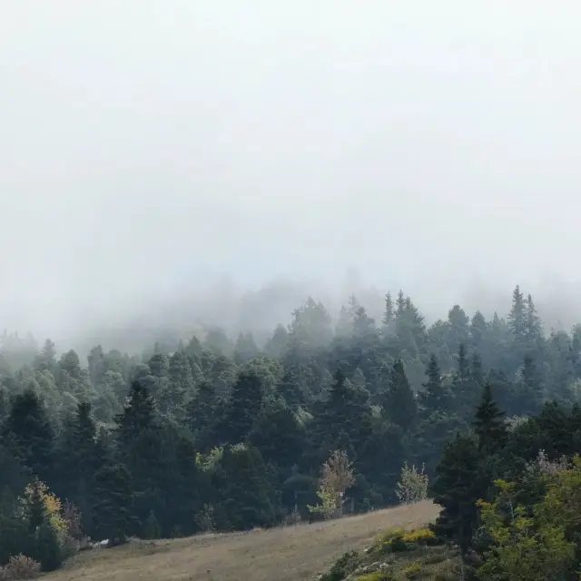 Forêt dense couverte de brouillard en montagne