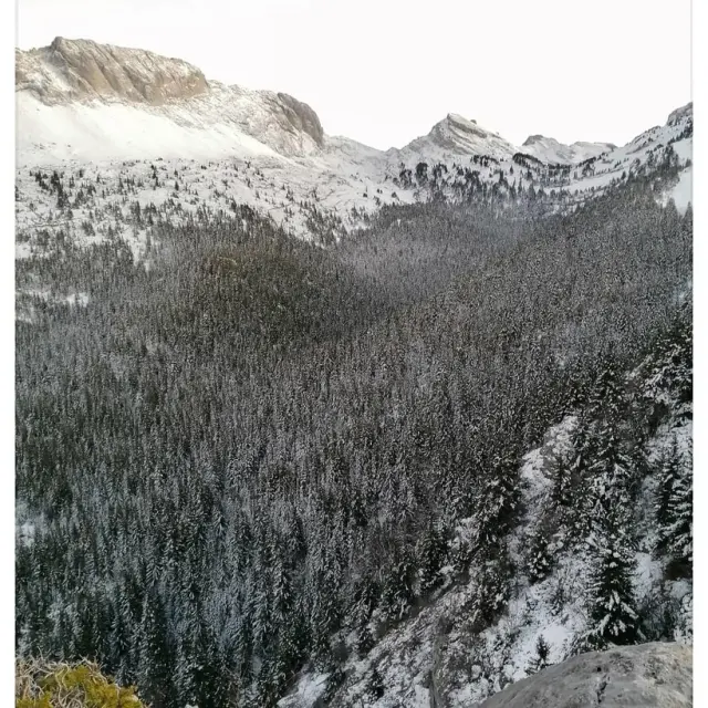 Vue panoramique de montagnes enneigées avec une forêt de conifères