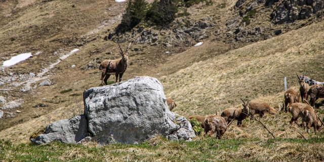 ©otvillard De Lans Bouquetin Col Vert