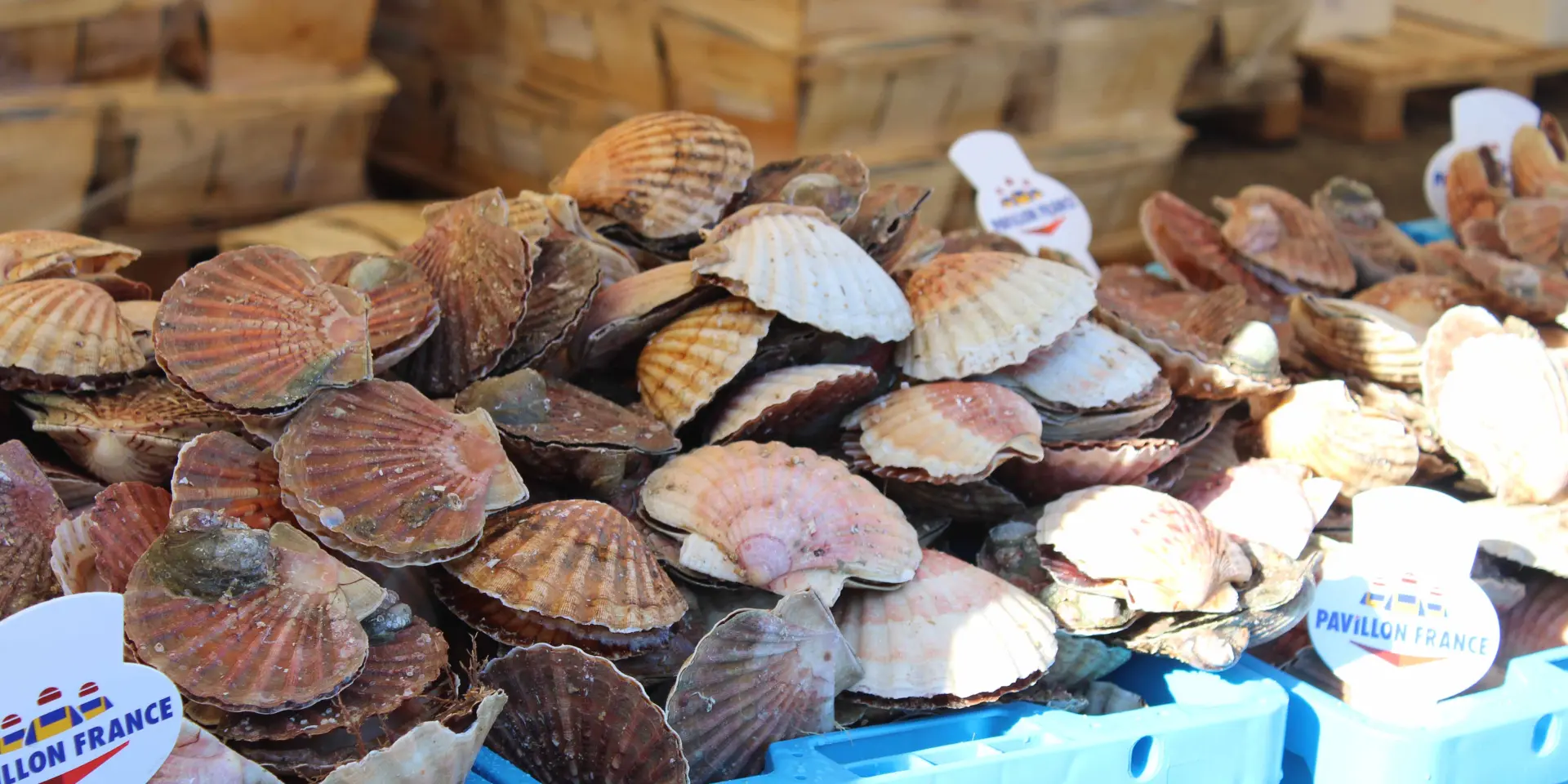 Fête De La Coquille St Jacques 2018 (4)