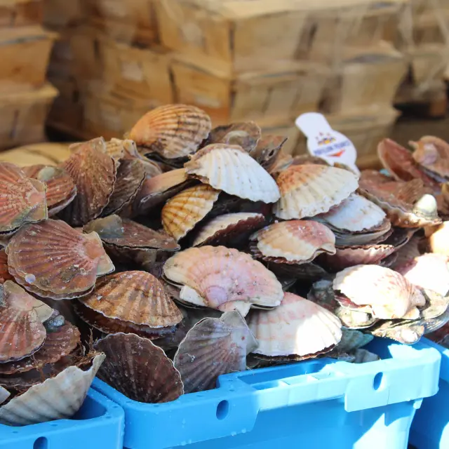 Fête De La Coquille St Jacques 2018 (4)