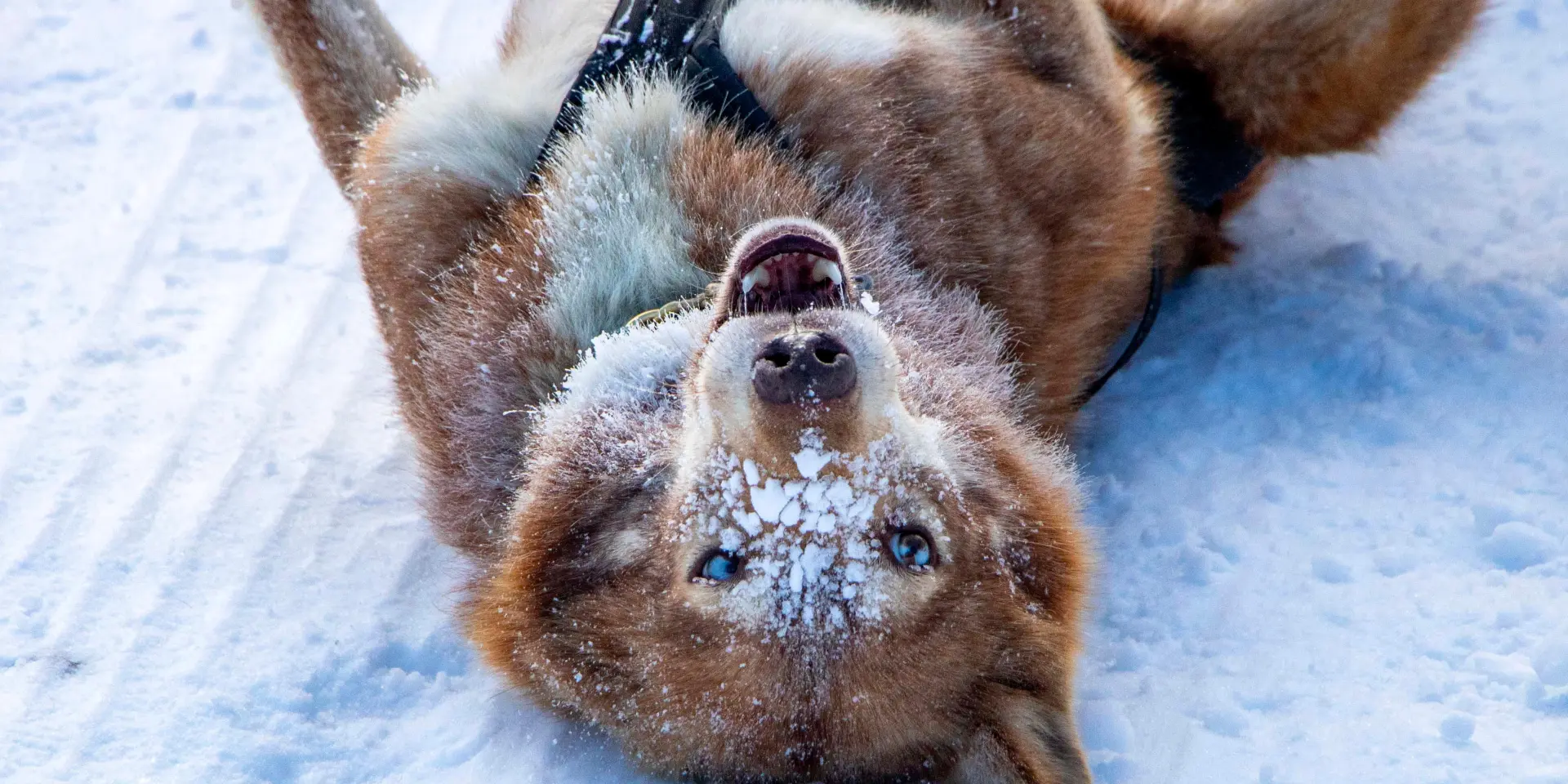 2023 01 19 La Grande Odyssée Judicael Rey (84)