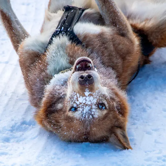 2023 01 19 La Grande Odyssée Judicael Rey (84)