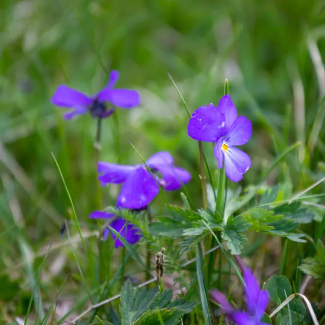 Fleurs violettes avec des feuilles vertes dans un champ