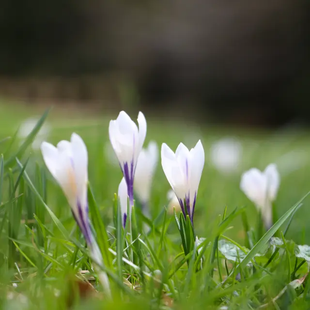Crocus blancs et violets émergeant d'un tapis de gazon vert