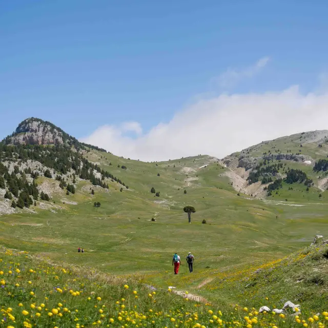 Hauts Plateaux C. Brives