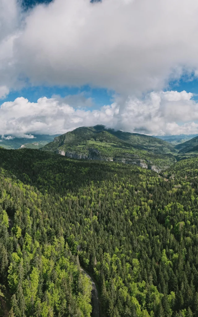 Foret Vercors Bois Barbu