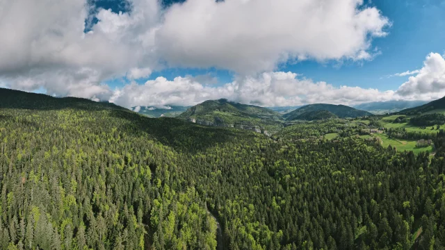 Foret Vercors Bois Barbu