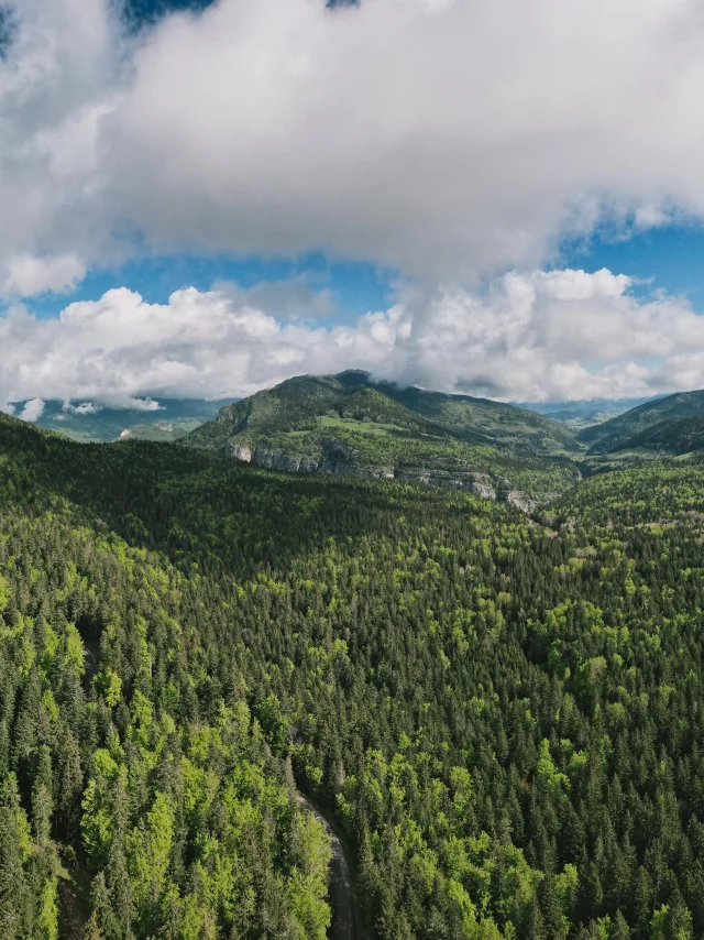 Foret Vercors Bois Barbu