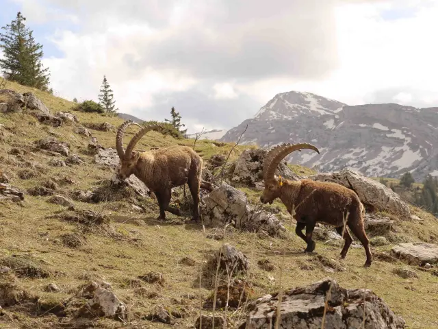 Primavera 2024claire Szymanek 16