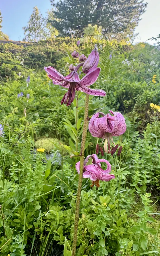 Sabot de Venus © C.Szymanek