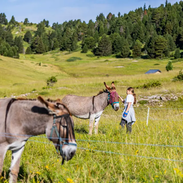 Rando Anesnacho Grez 3169