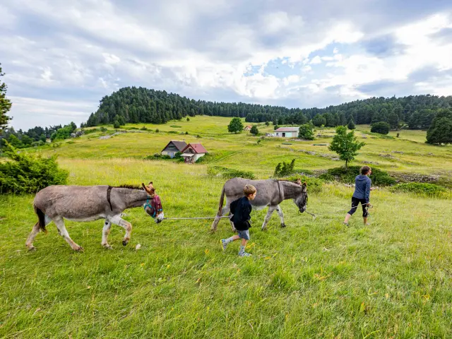 Rando Anesnacho Grez 2863