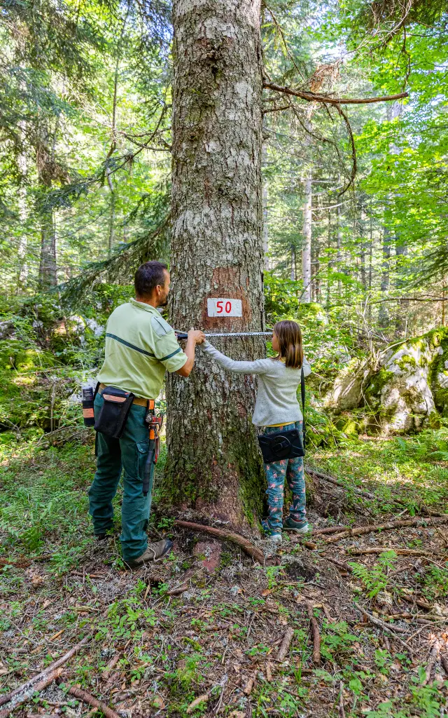 Marteloscopenachogrez 2