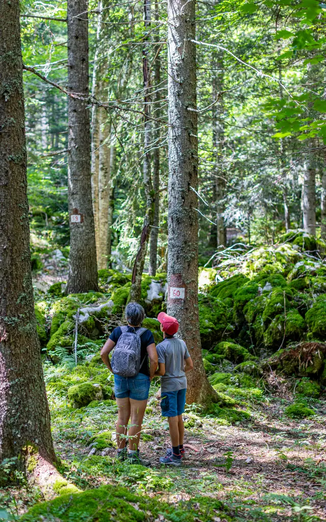 Marteloscopenachogrez 3