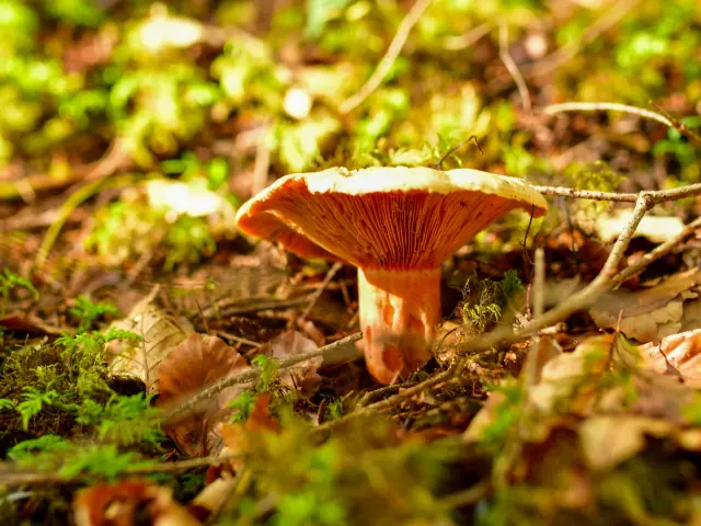 BaladeGéologiqueAutomne©Corentin Bréart