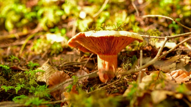 BaladeGéologiqueAutomne©Corentin Bréart