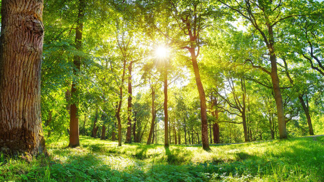 Environnement et espaces verts