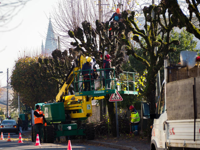 Taille et élagage des arbres
