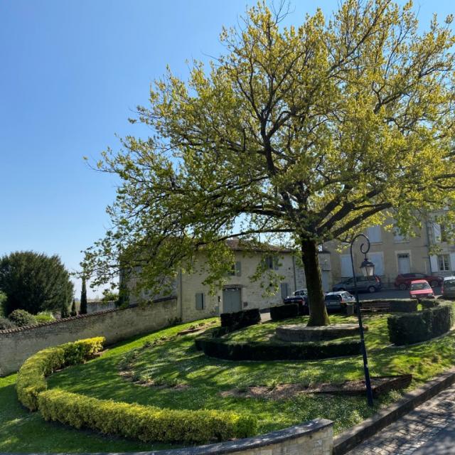 Place Du Capitole Chêne Pédonculé