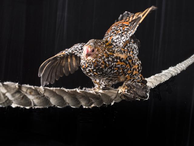 Voler Dans Les Plumes Gallia