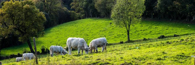 Bocage
