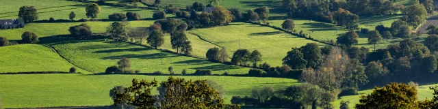 Bocage
