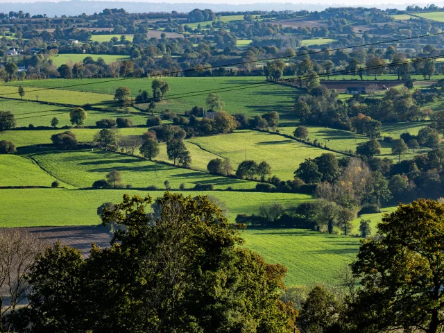 Bocage