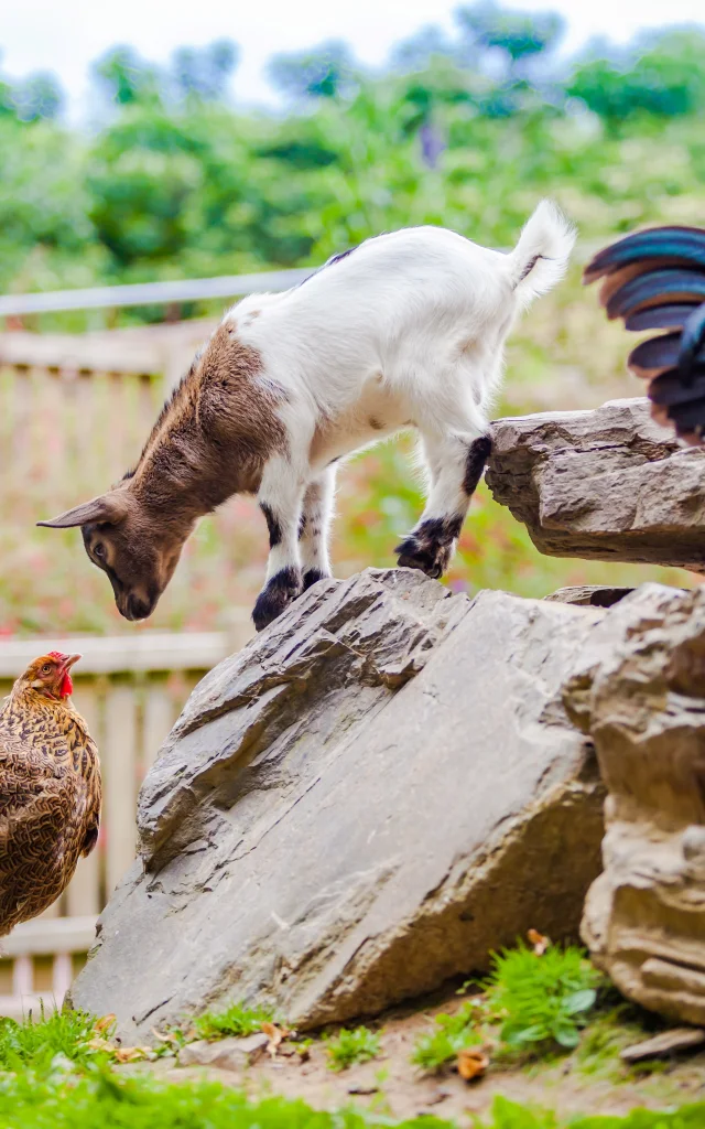 Zoo De Champrepus Ferme 01 Anibas Photography