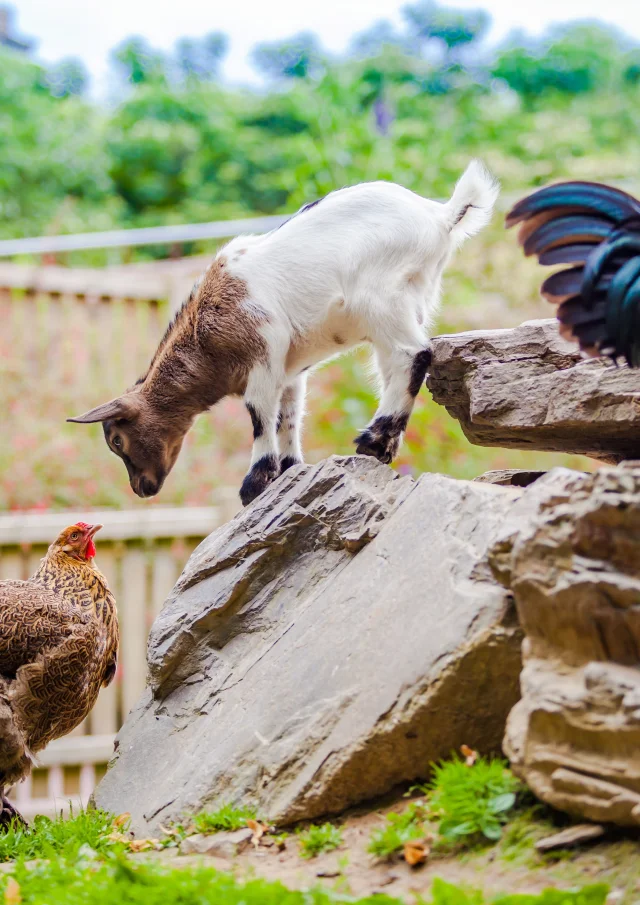 Zoo De Champrepus Ferme 01 Anibas Photography