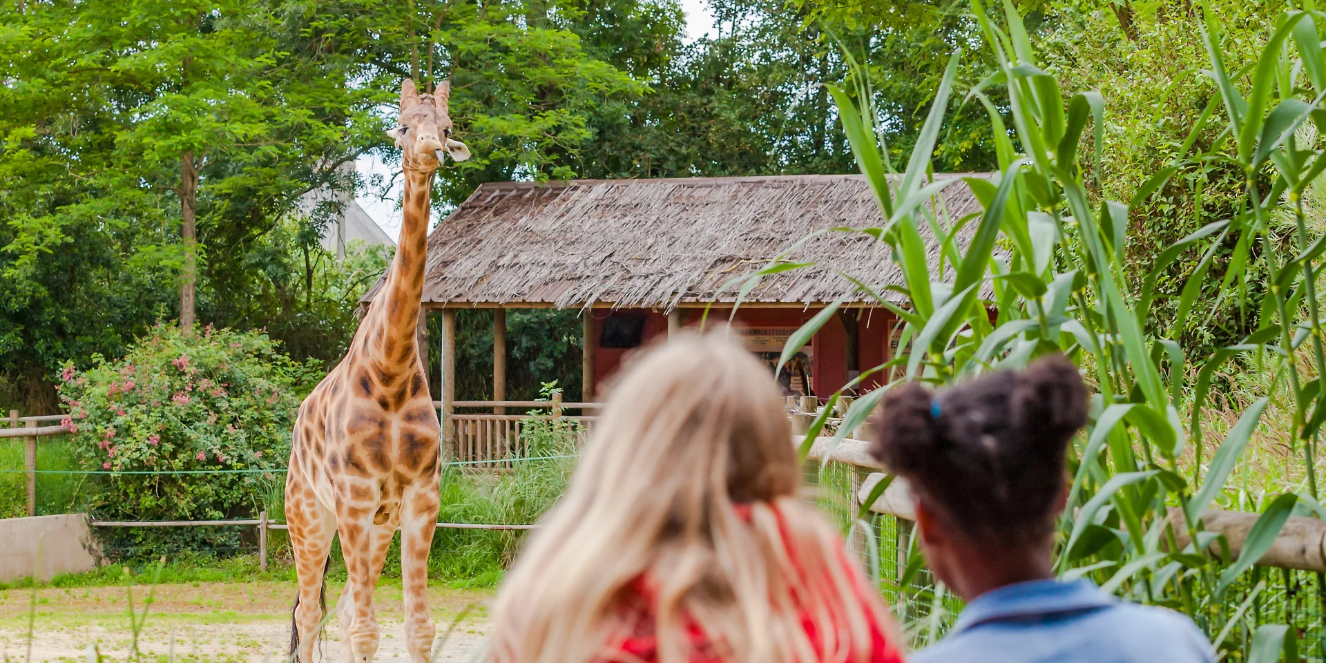 Zoo De Champrepus Giraffes Anibas Photography