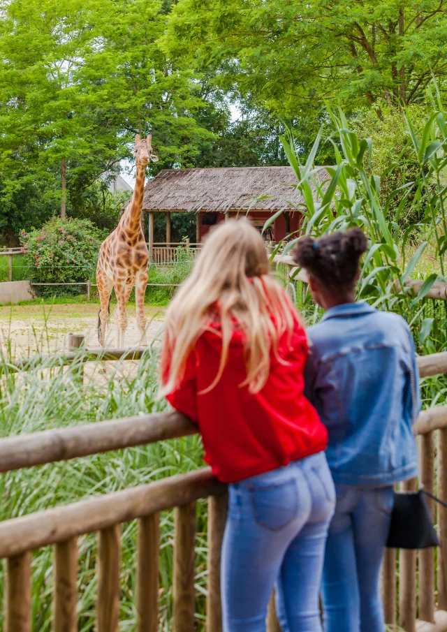Zoo De Champrepus Girafes Anibas Photography