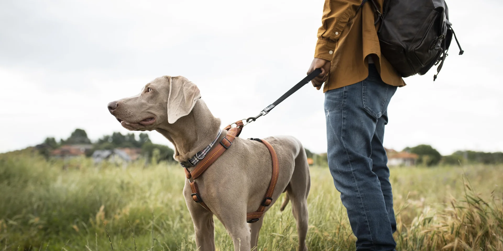 Close-up of Traveler Walking Dog