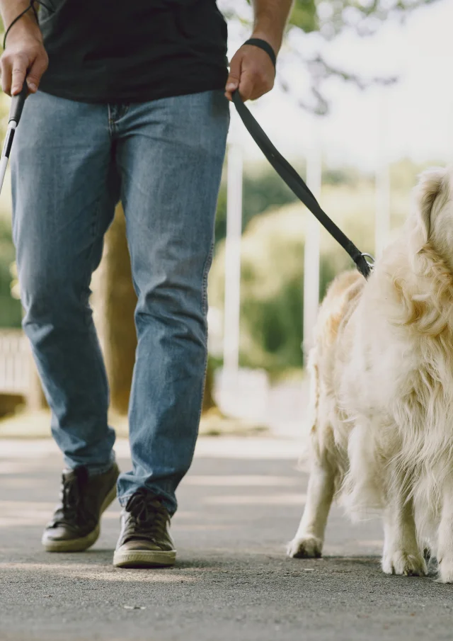 Guide dog helping blind man in the city. Handsome blind guy have rest with golden retriever in the city.