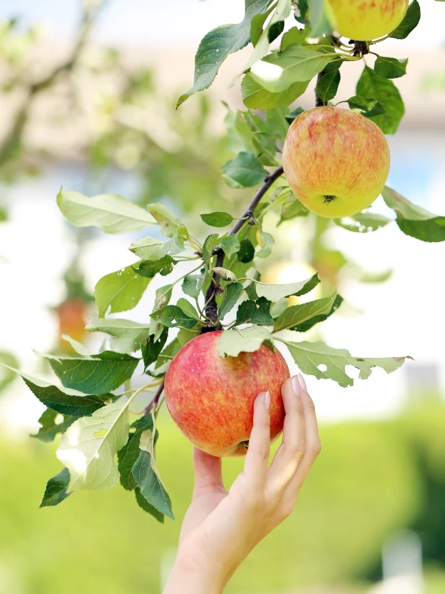 Pommier
