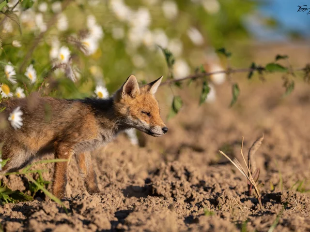 Renard