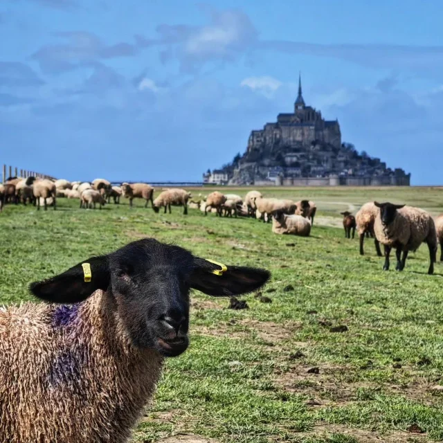 Mont-Saint-Michel et ses moutons