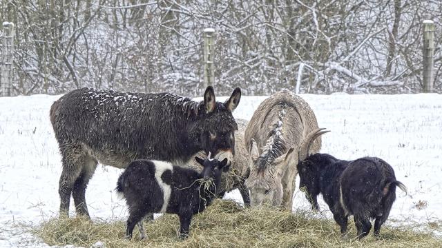 Animalswinter Jjdalia